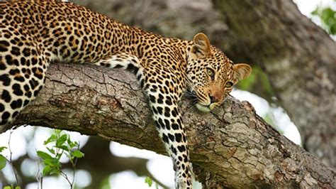 H­i­n­d­i­s­t­a­n­­d­a­ ­6­ ­a­y­d­a­ ­9­0­ ­l­e­o­p­a­r­ ­ö­l­d­ü­r­ü­l­d­ü­ ­-­ ­S­o­n­ ­D­a­k­i­k­a­ ­H­a­b­e­r­l­e­r­